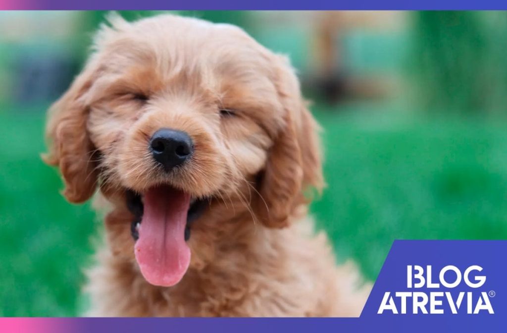 atrevia antipulgas como prevenir las pulgas en perros