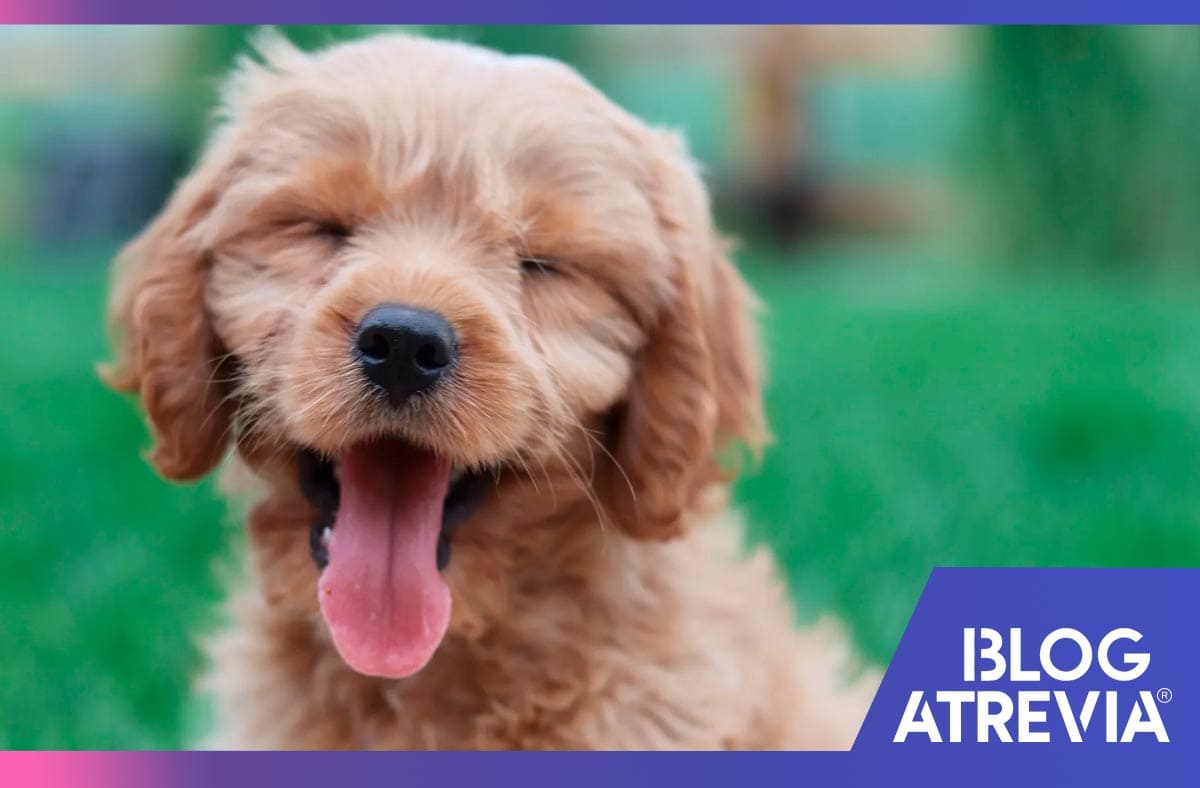 atrevia antipulgas como prevenir las pulgas en perros