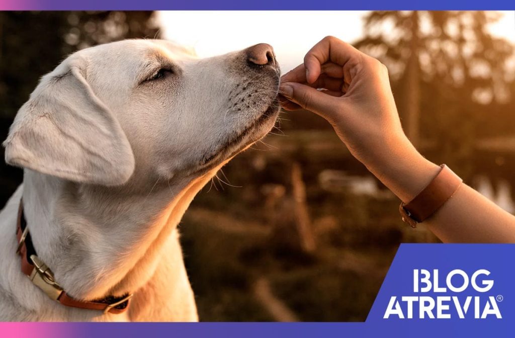 por que atrevia es la mejor tableta antipulgas para tu perro