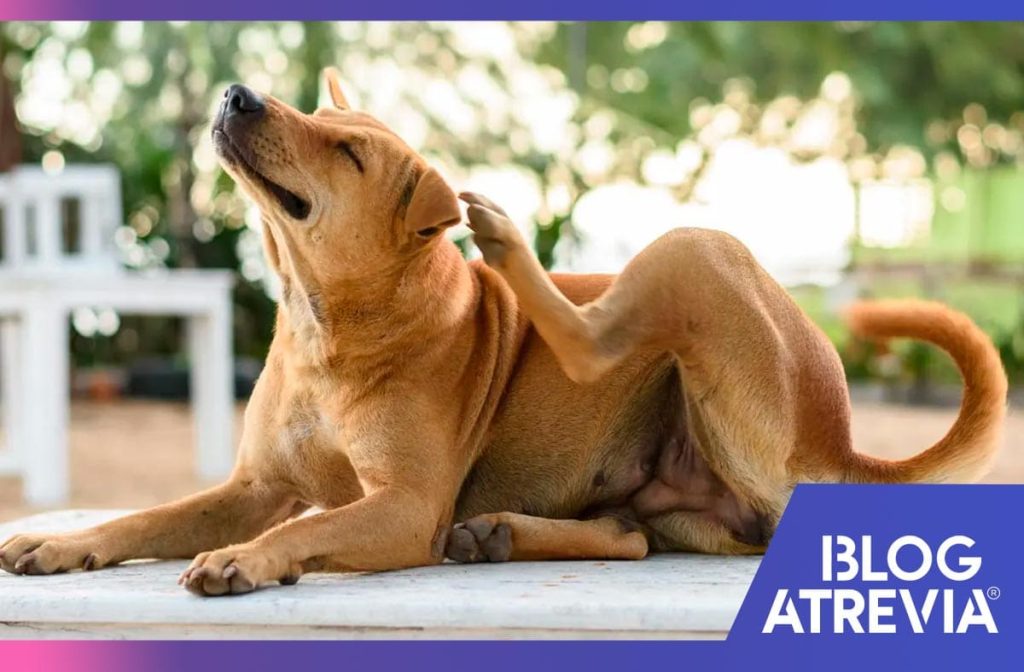 como tratar y prevenir la sarna en perros atrevia