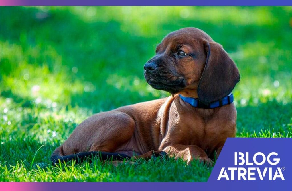 cuando debo darle tabletas antiparasitarias a mi perro atrevia