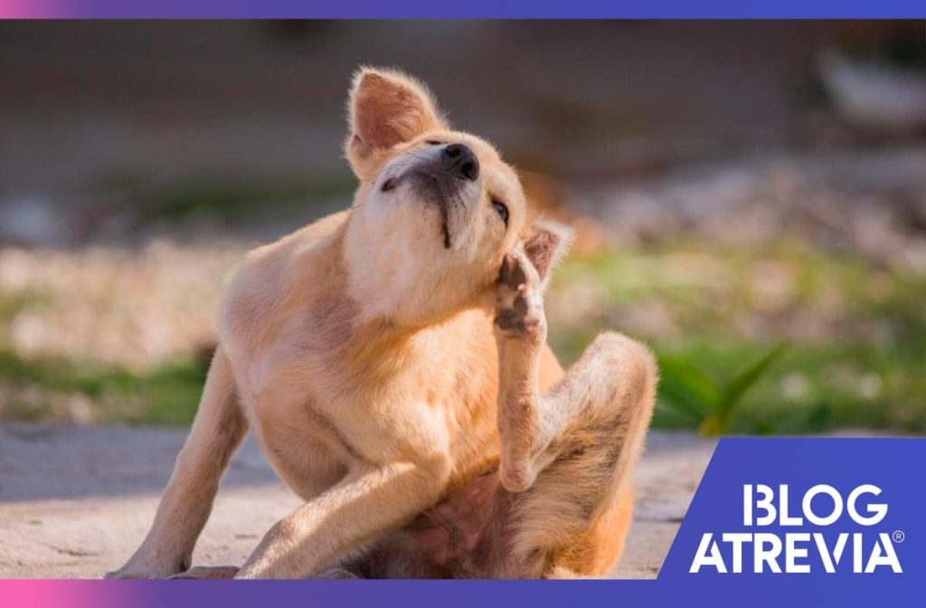 por que utilizar tabletas antipulgas para perros atrevia
