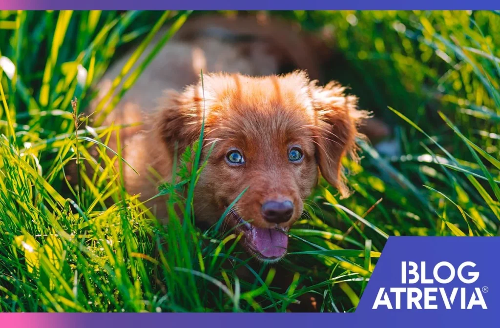 atrevia antigarrapatas cómo proteger a mi perro de estos parásitos