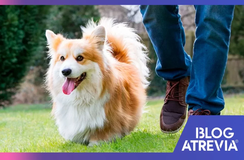 que enfermedades causan los ectoparasitos en perros atrevia