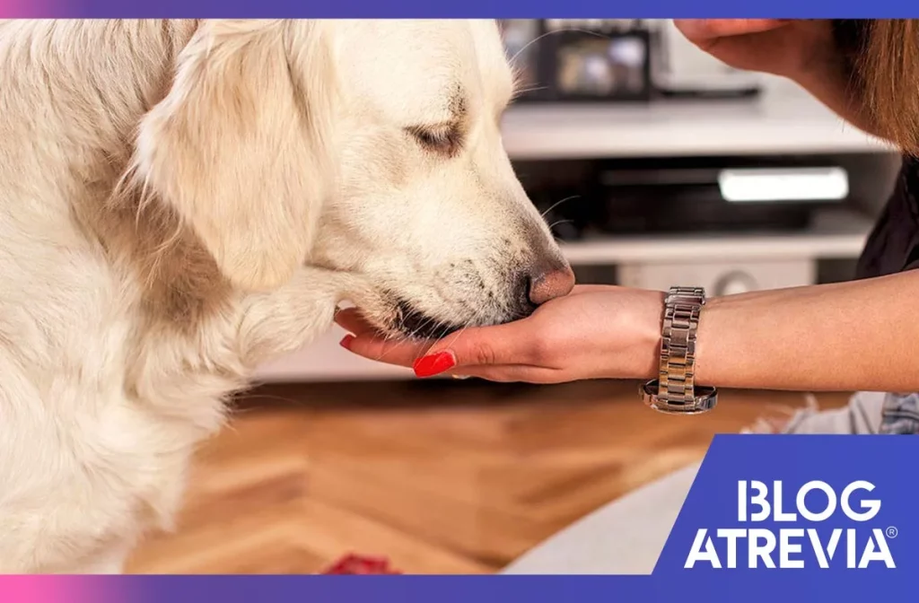 cada cuanto debo administrar una pastilla antipulgas a mi perro