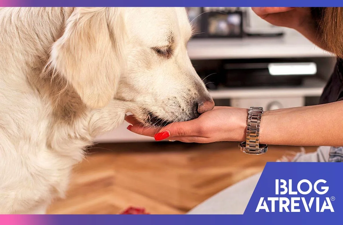 cada cuanto debo administrar una pastilla antipulgas a mi perro