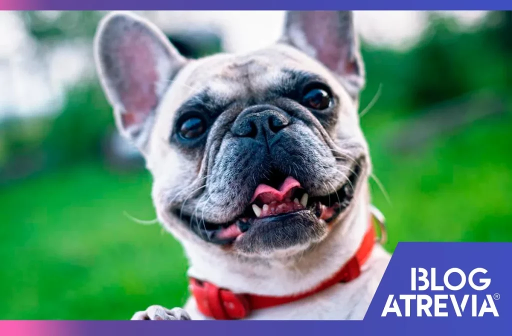 efectividad de las pastillas antipulgas para perros