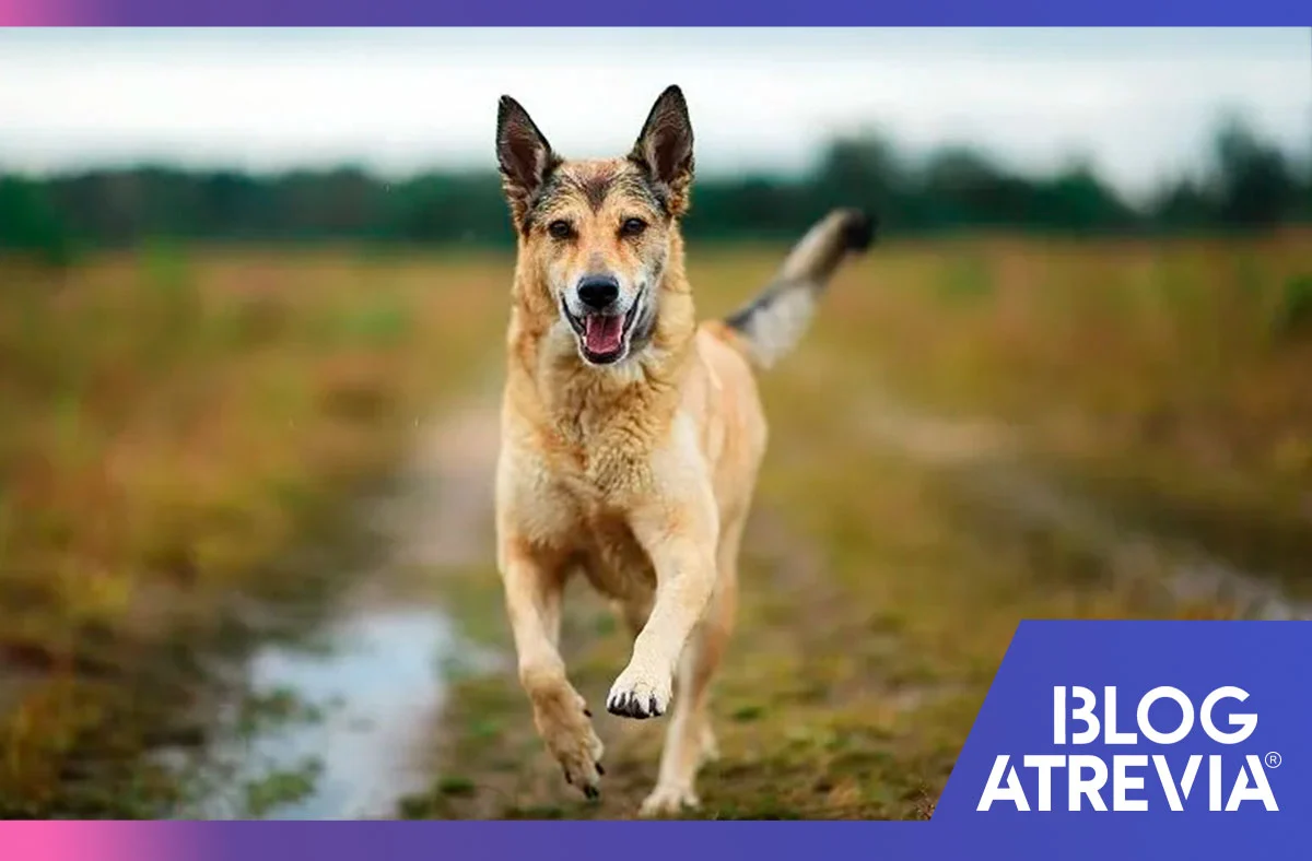 que enfermedades transmiten las garrapatas a los perros atrevia