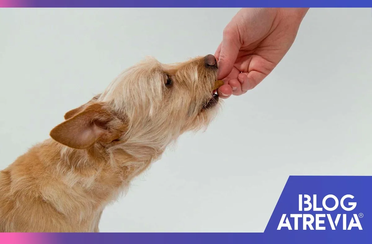 como darle una tableta antiparasitaria a mi perro atrevia