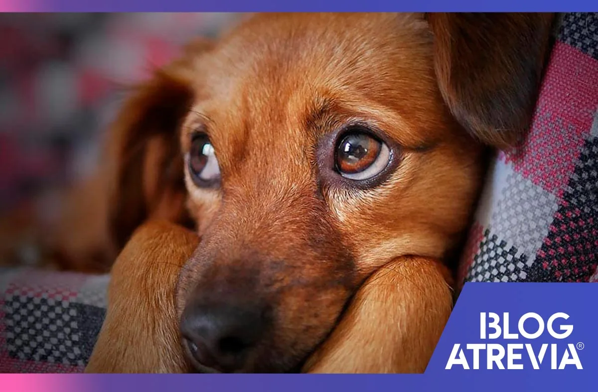 como saber si mi perro sufre una enfermedad garrapatas atrevia