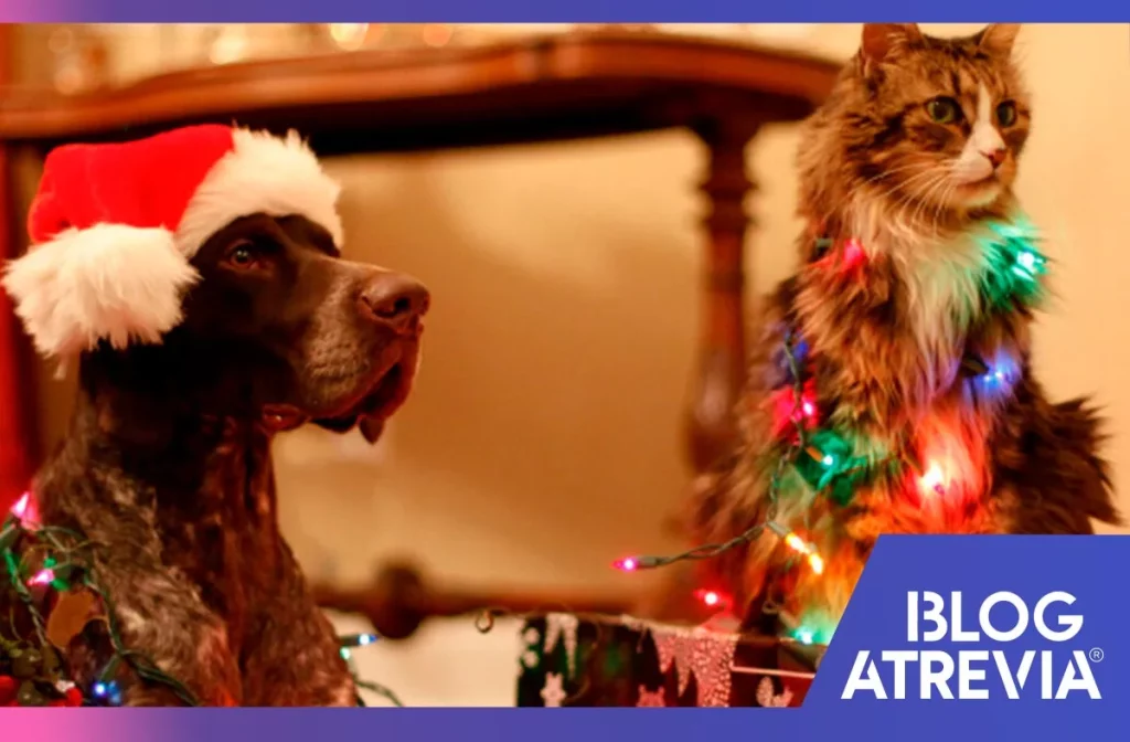 como cuidar a nuestras mascotas durante las fiestas atrevia