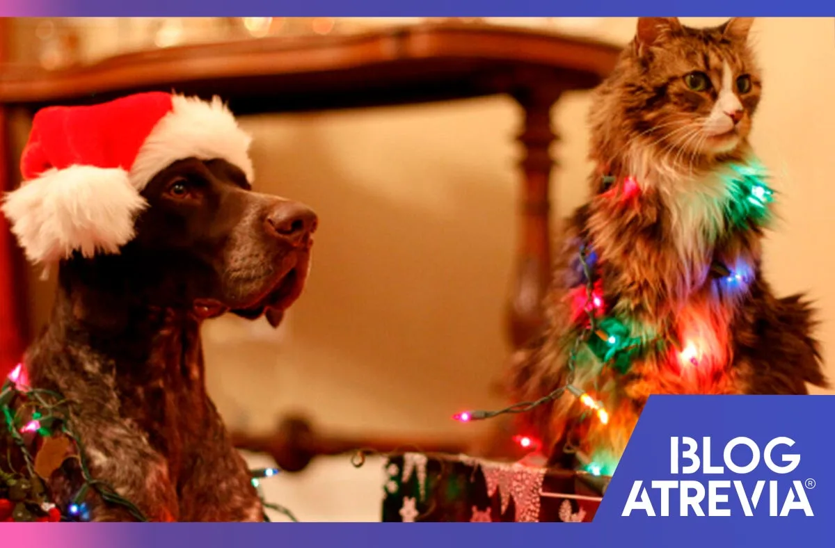 como cuidar a nuestras mascotas durante las fiestas atrevia