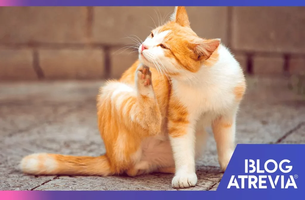 cómo prevenir pulgas en gatos atrevia