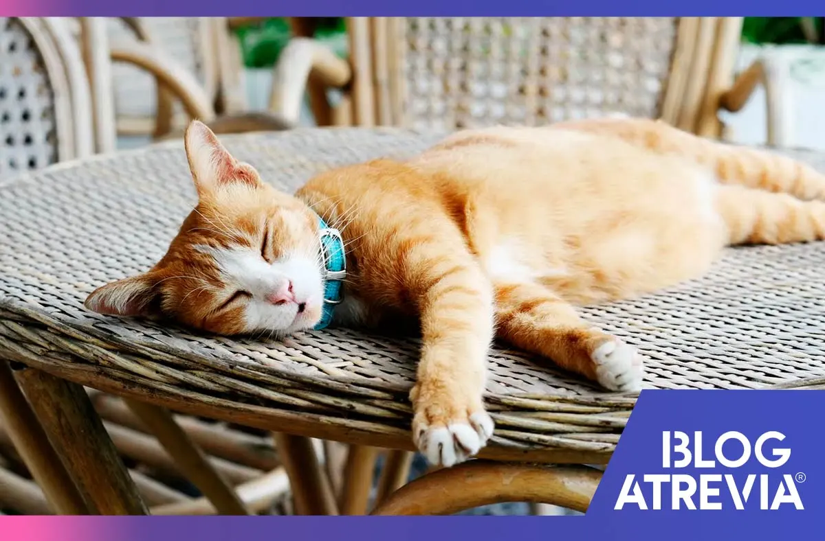 como mantener fresco a tu gato en verano atrevia