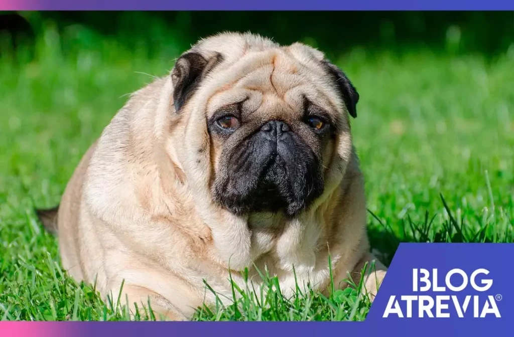 cómo evitar la obesidad en perros atrevia
