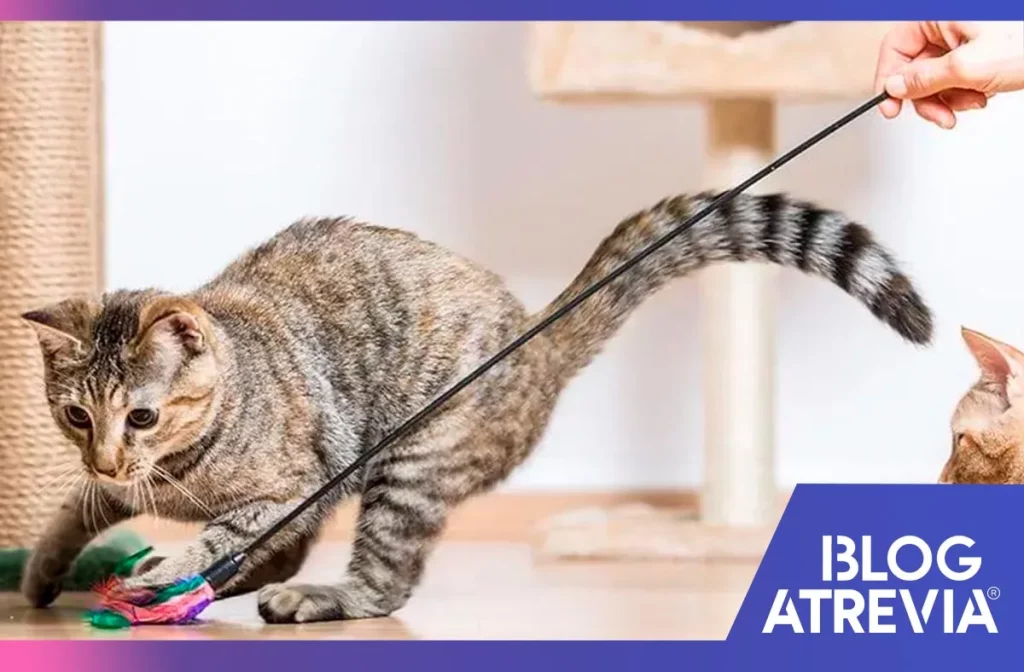 cómo incentivar el ejercicio en gatos atrevia