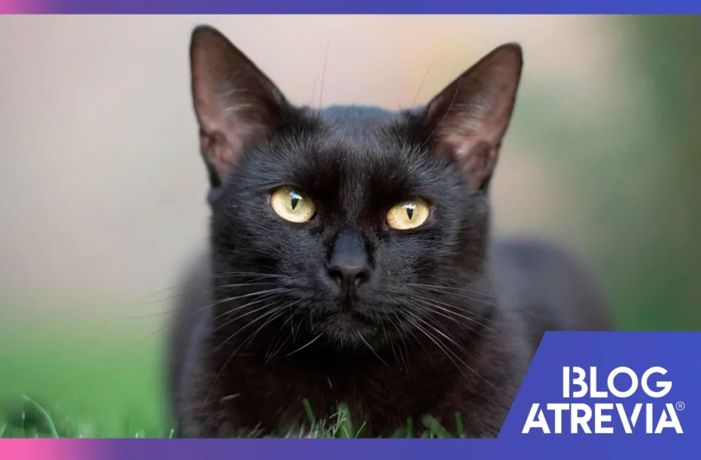 cómo prevenir las garrapatas en gatos