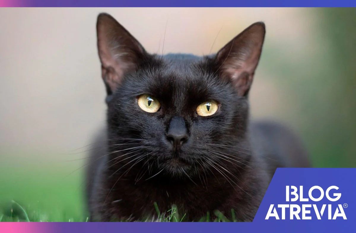 cómo prevenir las garrapatas en gatos