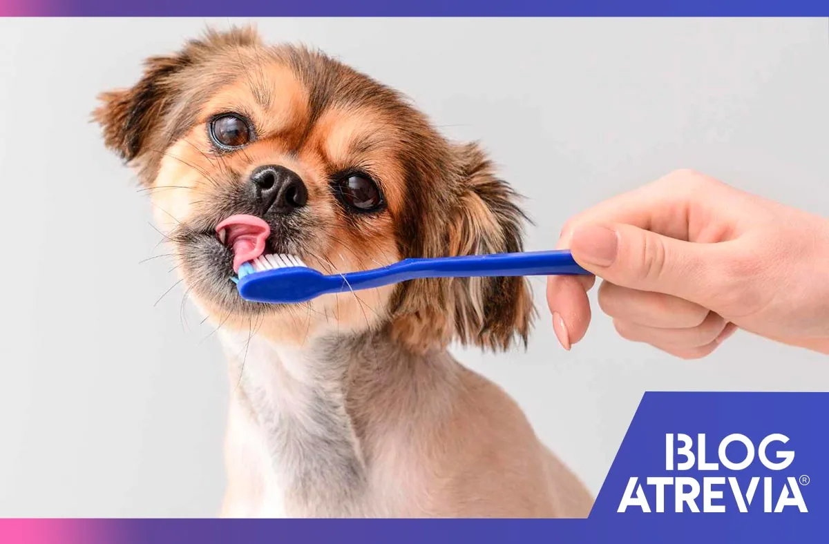 cómo combatir el mal aliento en perros atrevia