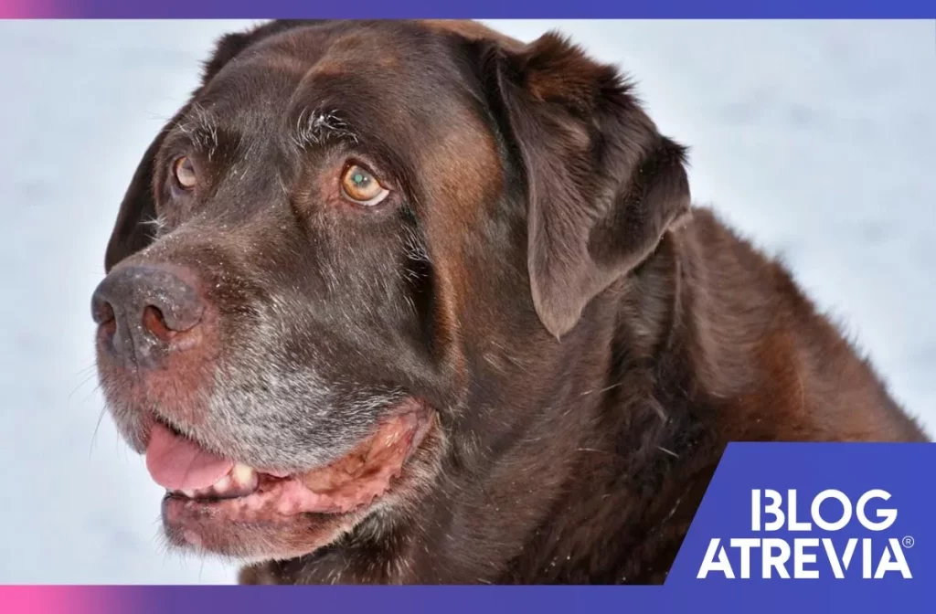 cómo cuidar a perros ancianos