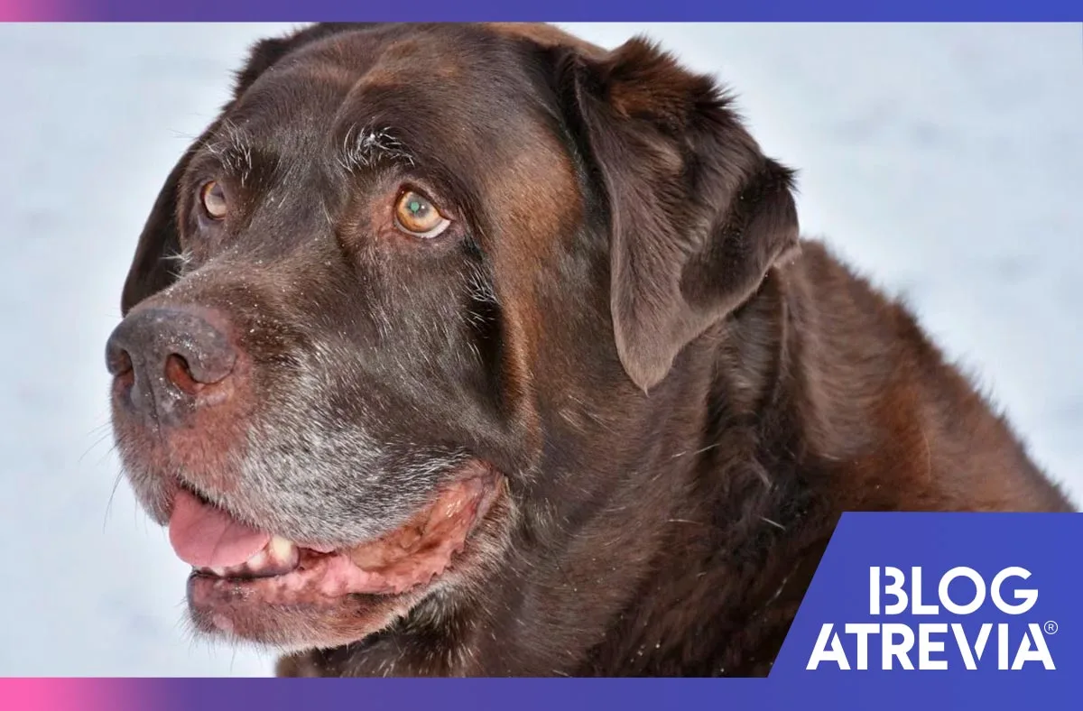 cómo cuidar a perros ancianos