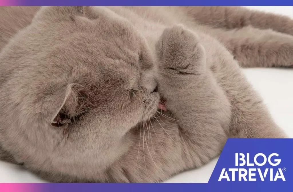 cómo evitar las bolas de pelo en gatos
