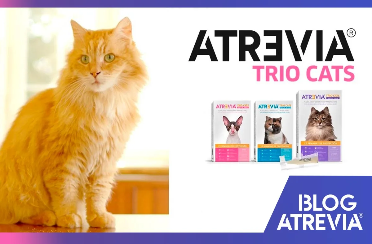 pipetas antiparasitarias atrevia trio cats presentaciones