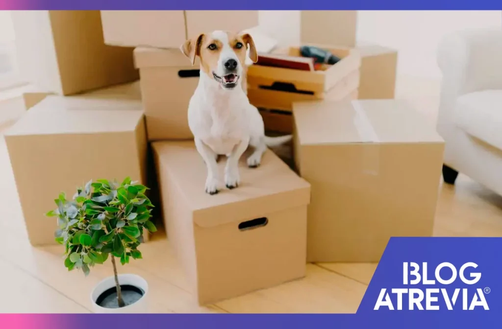 cómo preparar a tu mascota para una mudanza