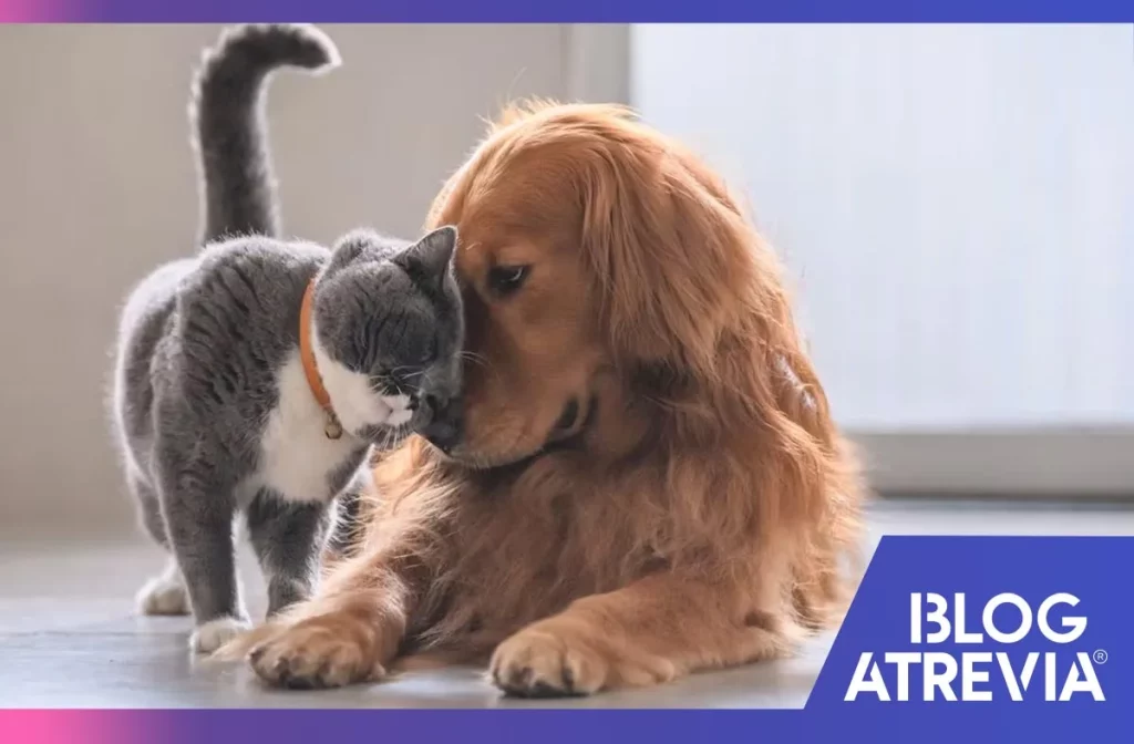 cómo mantener una buena convivencia entre perros y gatos