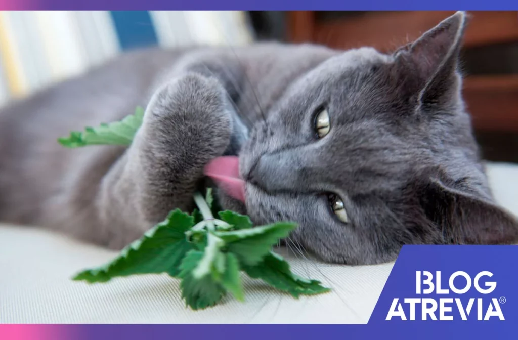 catnip y gatos aprende sobre la hierba gatera
