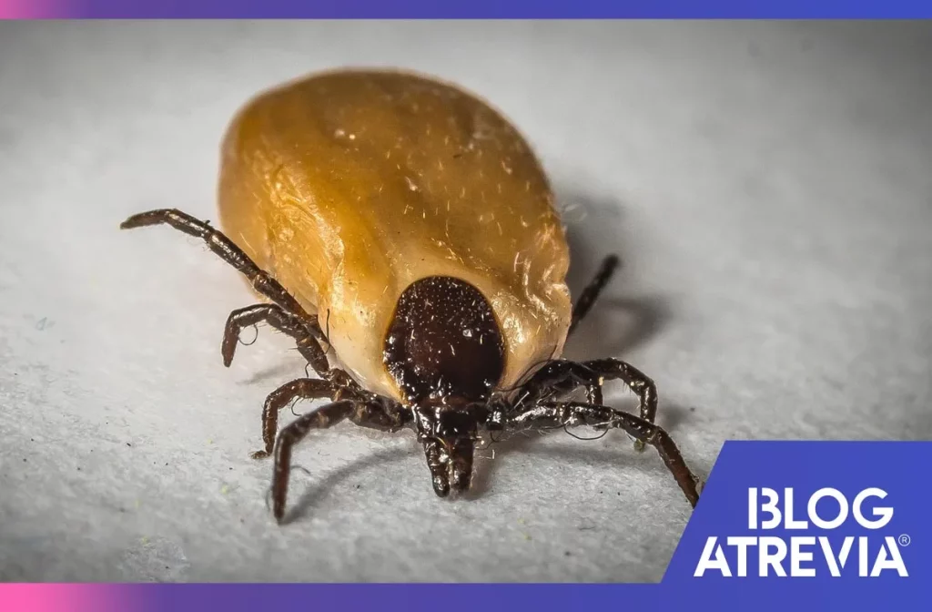 como eliminar a los ectoparasitos de tu hogar
