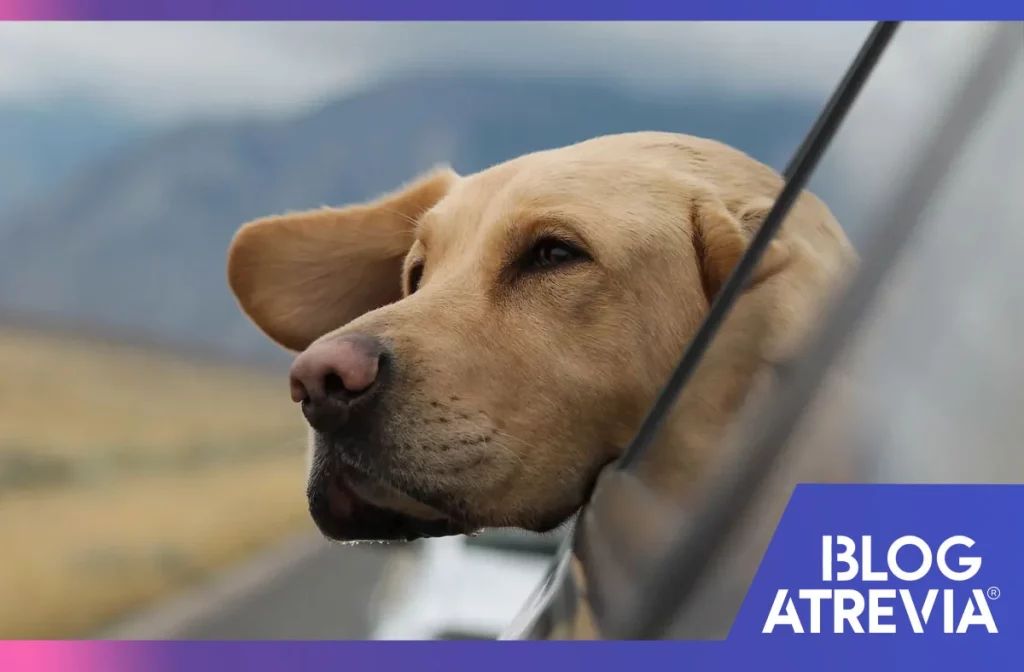 consejos para viajar con tu mascota