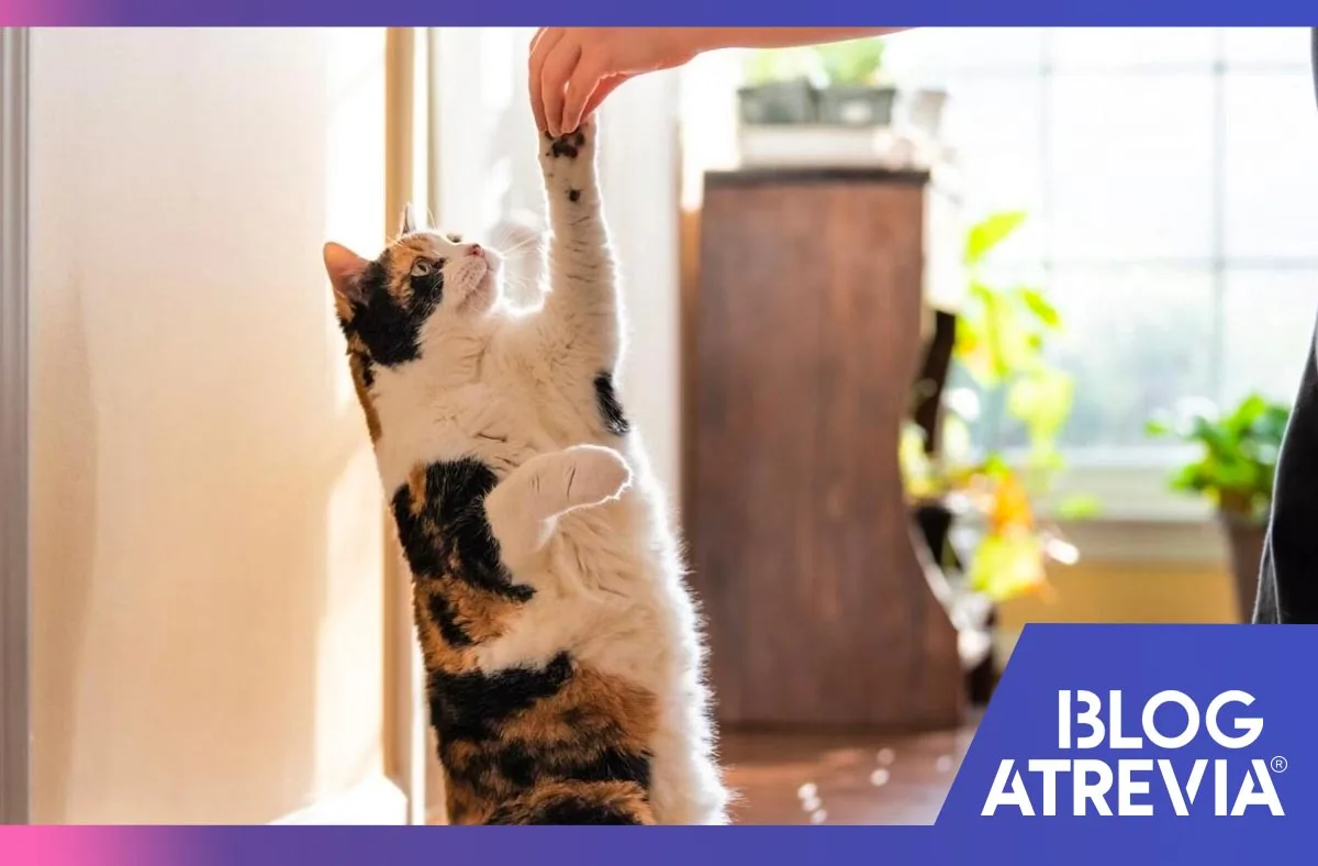 es posible entrenar a tu gato