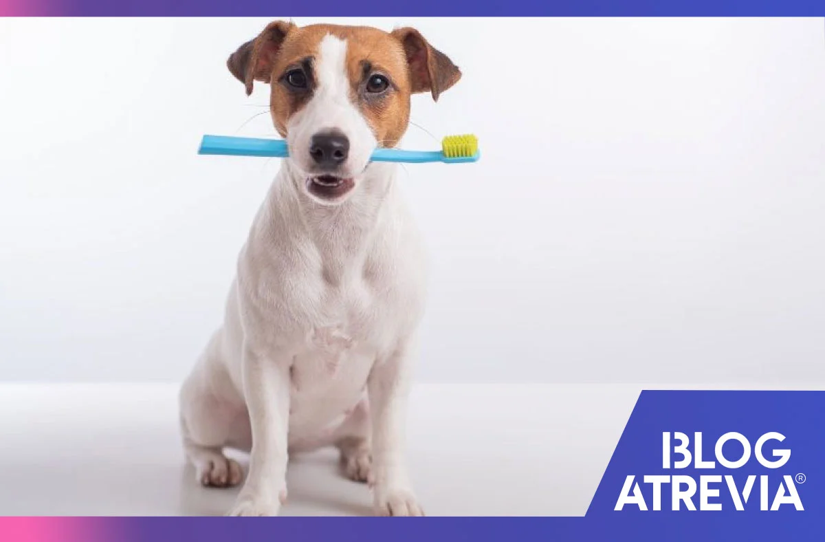 importancia del cuidado dental en perros