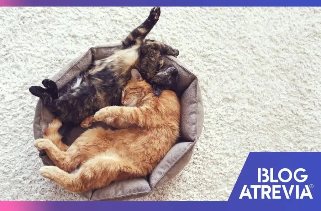 como introducir un nuevo gato en casa